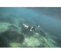 BEUCHAT Shorty Seaweed Combinaison de Snorkeling pour Hommes, Bleu Atoll, XS