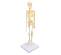 Bewinner Modèle de Squelette Humain avec Articulations Articulées, Pièces Amovibles et Savoir-faire détaillé pour l'éducation de l'anatomie, 'apprentissage de 'art et la Décoration de vacances.