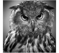 Beyond The Wizard’s Sleeve Re-Animations Vol 1 [Import]