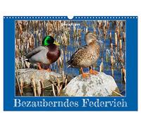 Bezauberndes Federvieh (Wandkalender 2026 DIN A3 quer), CALVENDO Monatskalender: Gänse, Enten und Schwäne in Ihrem Element