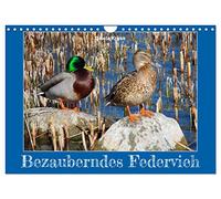 Bezauberndes Federvieh (Wandkalender 2026 DIN A4 quer), CALVENDO Monatskalender: Gänse, Enten und Schwäne in Ihrem Element