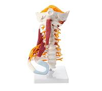 BEZAX 1:1 Grandeur Nature vertèbres cervicales Corps vertébral Rachis Cervical modèle nerveux Anatomie Humaine moelle épinière vertèbres cervicales Squelette