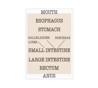 BFTIUTG Poster sur toile Art anatomique du système digestif (3) pour décoration de chambre à coucher, bureau, chambre, cadeau 60 x 90 cm