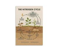 BIANMTSW Nitrogen Cycle Poster Science Diagram Chart | Classroom wall reference, ecology lesson aid, student revision visual(Unframed,08X12inch(20X30cm))