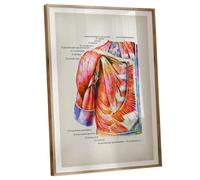 BIANMTSW Watercolor Medical Art: Human Anatomy Muscle Poster with Full Labeling - Decorative yet Educational for Healthcare Settings & Learning Spaces Framed,12x18inch(30x45cm)