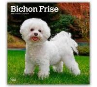 Bichon Frise 2026 Square Flap Calendar Calendar Book