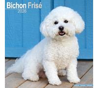 Bichon Frise Calendar 2026 Square Dog Breed Wall Calendar - 16 Month