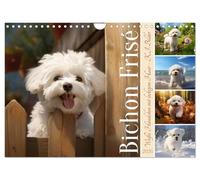 Bichon frisé, chien blanc à poil frisé, Version française (Calendrier mural 2026 DIN A4 portrait), Calendrier CALVENDO mensuel