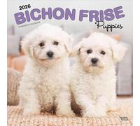 Bichon Frise Puppies | Calendrier mural mensuel carré 2026 30,5 x 61 cm | Sans plastique | BrownTrout | Animaux races de chiens chiots