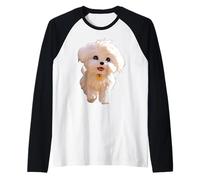 Bichon Maltais Petit Chien Bichon Maltais Amour Mignon Manche Raglan