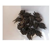 BICORNE OU GRIFFE DE LION OU WARABASSONI LOT DE 25 PIECES