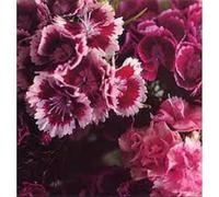 Biff Bang Pow - Girl Who Runs The Beat Hotel [Vinyl] [Import]