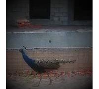 Big Band All Stars - Tribute to Artie Shaw