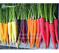 Big Beef Heirloom 'Rainbow' Jaune Blanc Violet Orange Rouge Carotte Légumes Mixte Graines, Paquet professionnel, 100 graines/Paquet