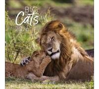 Big Cats 2026