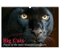 Big Cats ¿ Faces of the most beautiful predators (Wall Calendar 2026 DIN A3 landscape), CALVENDO 12 Month Wall Calendar: The world's biggest and most beautiful cats