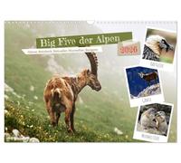 Big Five der Alpen Gämse, Steinbock, Murmeltier, Steinadler, Bartgeier (Wandkalender 2026 DIN A3 quer), CALVENDO Monatskalender: Die "Big Five der ... und Schönheit der alpinen Tierwelt stehen.