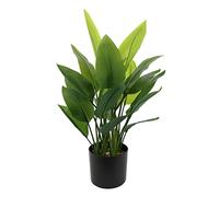BigBuy Home Plante, Standard