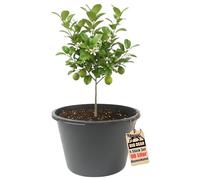 BigDean Bac à fleurs XXL 90 l Hauteur 43 cm Diamètre 63 cm Fabriqué en Europe