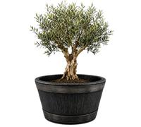BigDean Fût de vin en chêne XL 90 litres Pot de fleurs 63x38 cm Mini bassin