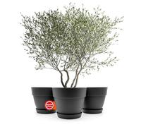 BigDean Lot de 3 pots de fleurs ronds avec soucoupe, diamètre 40 cm, anthracite, cache-pot pour l'intérieur et l'extérieur, en plastique incassable et fabriqué en Europe