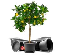 BigDean Lot de 8 pots de fleurs ronds avec soucoupe, diamètre : 35 cm, anthracite, résistants aux intempéries, fabriqués en Europe