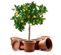 BigDean Lot de 8 pots de fleurs ronds avec soucoupe - Diamètre : 35 cm - Terracotta - Résistant aux intempéries