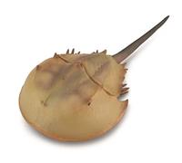 Bigjigs Toys Crabe Fer à Cheval - XL - 88905 - Collection - Figurine à Collectionner (Deqube 90188905)