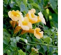 Bignone, Trompette de Virginie 'Flava' - Campsis radicans ‘Flava' - 50-60 cm pot