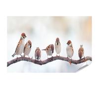 bilderfelix Poster Moineaux assis sur une branche Image panoramique - Poster 130x90 cm