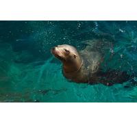 Billet adulte (à partir de 12 ans)