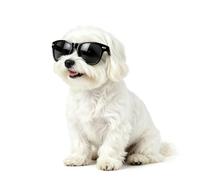 Billionchains Lunettes de soleil pour chien - Protection contre les UV, le vent et la poussière - Avec sangle réglable - Accessoires photo pour petits chiens - Noir