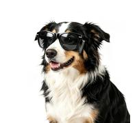 Billionchains Lunettes de soleil pour chien - Protection UV, vent, poussière - Avec sangle réglable - Accessoire photo pour grands chiens - Noir