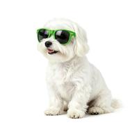 Billionchains Lunettes de soleil pour chien, protection UV, vent, poussière, lunettes pour animaux domestiques avec sangle réglable pour fête, cosplay, accessoires photo pour petits chiens, vert