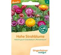 Bingenheimer Saatgut Immortelle à Bractées Monstrueuse, Port Haut - 1 sachet
