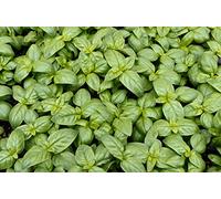 BIO - Basilic"Italiano Classico" - semences certifiées biologiques - 325 graines