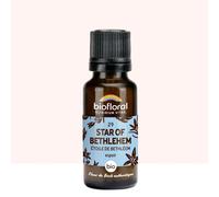 Biofloral - 29 star of bethlehem, étoile de bethléem - bio