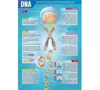 Biology Classroom Decor DNA Double Helix Poster Vintage Educational Chart Wall-Art Print(Unframed,12x18inch(30x45cm))