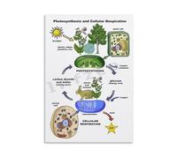 Biology Educational Poster The Carbon Cycle Photosynthesis vs Respiration Diagram for Science Class Canvas Wall Art(Framed,08X12inch(20X30cm))