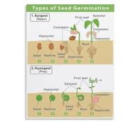Biology Seed Germination Process Poster for Bedroom Living Room Decor