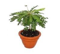 Biophytum sensitivum - Palmier des mers du Sud - Pot en argile de 9cm - La plante qui bouge - Idéal pour les enfants - Mini Palmier
