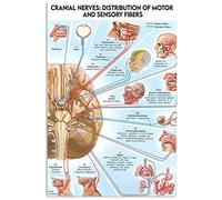 Bioprocess Affiche de moteur de distribution des nerfs crâniens et sensoriels - Décoration murale - 20,3 x 30,5 cm