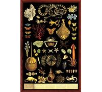 Bioprocess Affiche plastifiée pour enseignant de la curiosité - Décoration murale - 20,3 x 30,5 cm