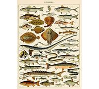 Bioprocess Poster Poisson Art Nautique Vie Mer Poster Adolphe Millot Poissons Impression Vintage Style Scientifique Métal Métal Affiche 20,3 x 30,5 cm