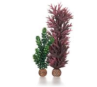 biOrb Algues perles de mer et varech en vert olive
