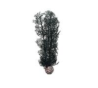 biOrb Corail corné M noir