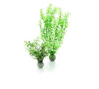 biOrb Jeu de 2 plantes hivernales