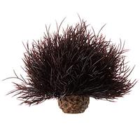 biOrb Lys de mer pour aquarium – rouge foncé