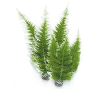 biOrb Plantes Colorées Moyennes Fougère d'hiver pour Aquarium