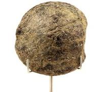 BIOTITE - Pierre Naturelle en Provenance du Portugal, Arouca - Roche métamorphique, propriétés de guérison, équilibre émotionnel 398.0 ct - Certificat d'Authenticité Inclus 64 x 48 x 19 mm G